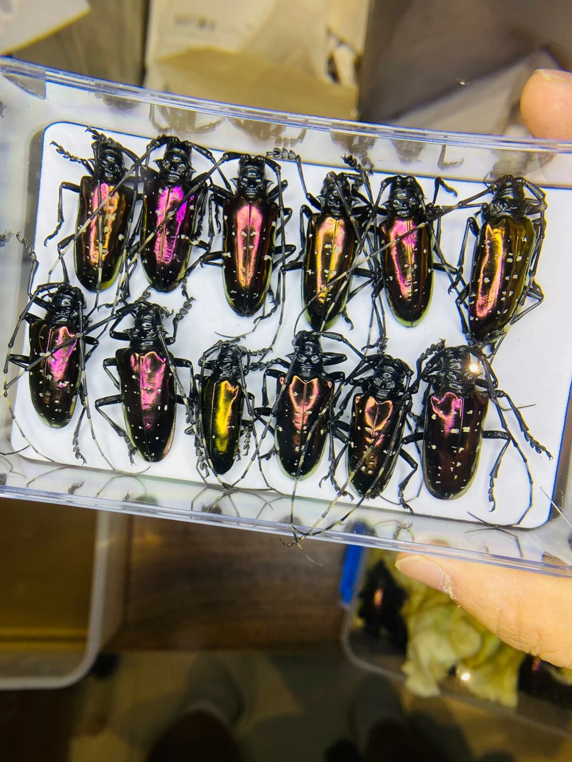 ベトナム Dicronorhina Debyana 黄金亀科 - Home Decor Vietnam のレビューと価格