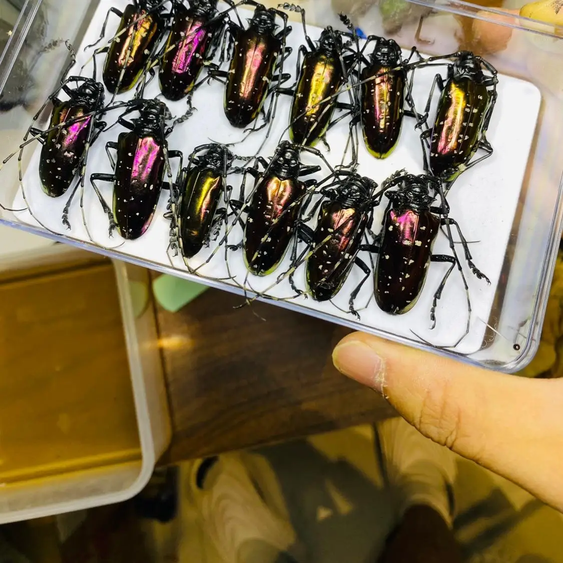 ベトナム Dicronorhina Debyana 黄金亀科 - Home Decor Vietnam のレビューと価格